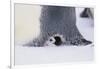 Baby Emperor Penguin Warming beneath an Adult-DLILLC-Framed Photographic Print