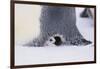 Baby Emperor Penguin Warming beneath an Adult-DLILLC-Framed Photographic Print