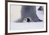 Baby Emperor Penguin Warming beneath an Adult-DLILLC-Framed Photographic Print