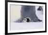 Baby Emperor Penguin Warming beneath an Adult-DLILLC-Framed Photographic Print