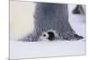 Baby Emperor Penguin Warming beneath an Adult-DLILLC-Mounted Photographic Print