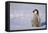 Baby Emperor Penguin-DLILLC-Framed Stretched Canvas