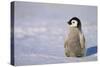 Baby Emperor Penguin-DLILLC-Stretched Canvas