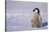 Baby Emperor Penguin-DLILLC-Stretched Canvas