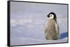 Baby Emperor Penguin-DLILLC-Framed Stretched Canvas