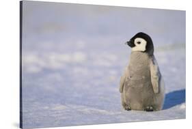 Baby Emperor Penguin-DLILLC-Stretched Canvas