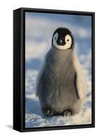 Baby Emperor Penguin-DLILLC-Framed Stretched Canvas