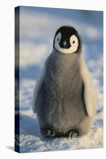 Baby Emperor Penguin-DLILLC-Stretched Canvas