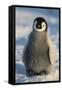 Baby Emperor Penguin-DLILLC-Framed Stretched Canvas