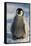 Baby Emperor Penguin-DLILLC-Framed Stretched Canvas