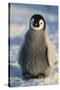 Baby Emperor Penguin-DLILLC-Stretched Canvas