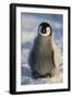 Baby Emperor Penguin-DLILLC-Framed Premium Photographic Print