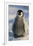 Baby Emperor Penguin-DLILLC-Framed Premium Photographic Print