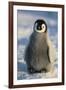 Baby Emperor Penguin-DLILLC-Framed Premium Photographic Print