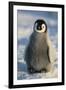 Baby Emperor Penguin-DLILLC-Framed Premium Photographic Print