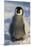 Baby Emperor Penguin-DLILLC-Mounted Premium Photographic Print