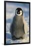 Baby Emperor Penguin-DLILLC-Framed Premium Photographic Print