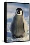 Baby Emperor Penguin-DLILLC-Framed Stretched Canvas