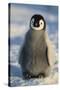 Baby Emperor Penguin-DLILLC-Stretched Canvas