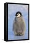 Baby Emperor Penguin-DLILLC-Framed Stretched Canvas