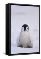 Baby Emperor Penguin-DLILLC-Framed Stretched Canvas