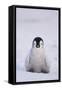 Baby Emperor Penguin-DLILLC-Framed Stretched Canvas