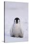 Baby Emperor Penguin-DLILLC-Stretched Canvas