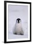 Baby Emperor Penguin-DLILLC-Framed Premium Photographic Print