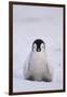 Baby Emperor Penguin-DLILLC-Framed Premium Photographic Print