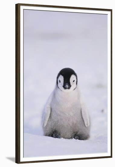 Baby Emperor Penguin-DLILLC-Framed Premium Photographic Print