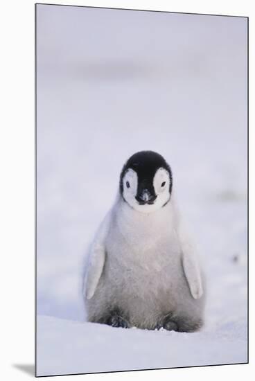 Baby Emperor Penguin-DLILLC-Mounted Premium Photographic Print