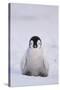 Baby Emperor Penguin-DLILLC-Stretched Canvas