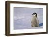 Baby Emperor Penguin-DLILLC-Framed Photographic Print