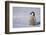 Baby Emperor Penguin-DLILLC-Framed Photographic Print