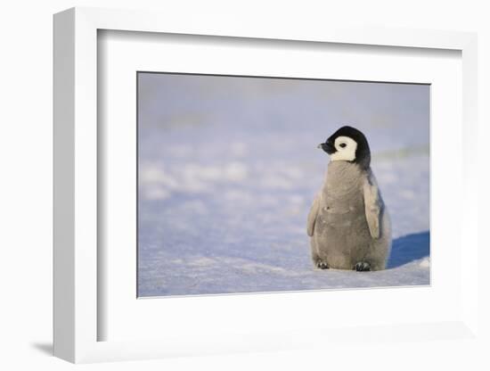 Baby Emperor Penguin-DLILLC-Framed Photographic Print