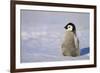 Baby Emperor Penguin-DLILLC-Framed Photographic Print