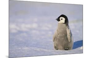 Baby Emperor Penguin-DLILLC-Mounted Photographic Print