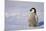 Baby Emperor Penguin-DLILLC-Mounted Photographic Print