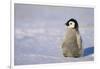 Baby Emperor Penguin-DLILLC-Framed Photographic Print