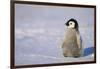 Baby Emperor Penguin-DLILLC-Framed Photographic Print