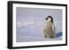 Baby Emperor Penguin-DLILLC-Framed Photographic Print