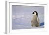 Baby Emperor Penguin-DLILLC-Framed Photographic Print