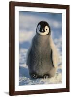 Baby Emperor Penguin-DLILLC-Framed Photographic Print