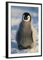 Baby Emperor Penguin-DLILLC-Framed Photographic Print