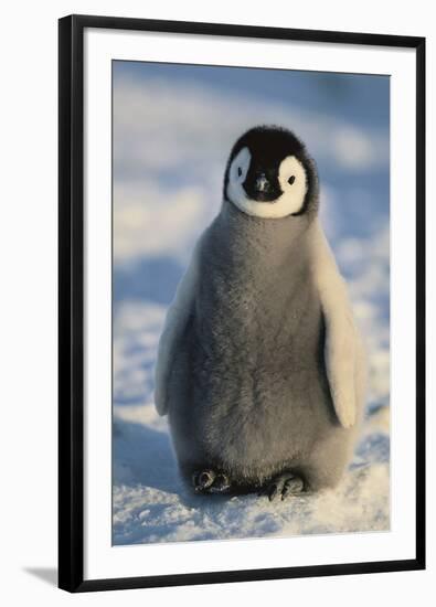 Baby Emperor Penguin-DLILLC-Framed Photographic Print