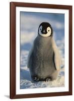 Baby Emperor Penguin-DLILLC-Framed Photographic Print