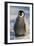 Baby Emperor Penguin-DLILLC-Framed Photographic Print