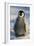 Baby Emperor Penguin-DLILLC-Framed Photographic Print