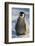 Baby Emperor Penguin-DLILLC-Framed Photographic Print