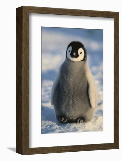 Baby Emperor Penguin-DLILLC-Framed Photographic Print